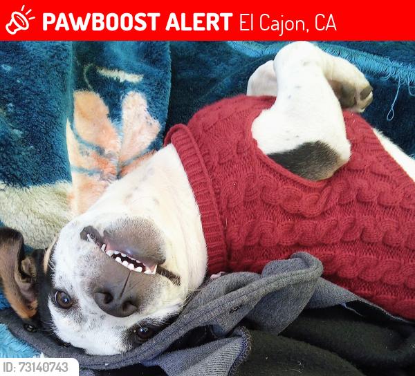 Lost Male Dog last seen Near Compton street, behind Motel 6 and behind the apmts beside of the Motel 6., El Cajon, CA 92020
