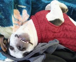 Lost Male Dog last seen Near Compton street, behind Motel 6 and behind the apmts beside of the Motel 6., El Cajon, CA 92020