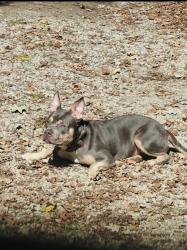 Reunited Female Dog last seen W Franklin St Salisbury NC, Salisbury, NC 28144
