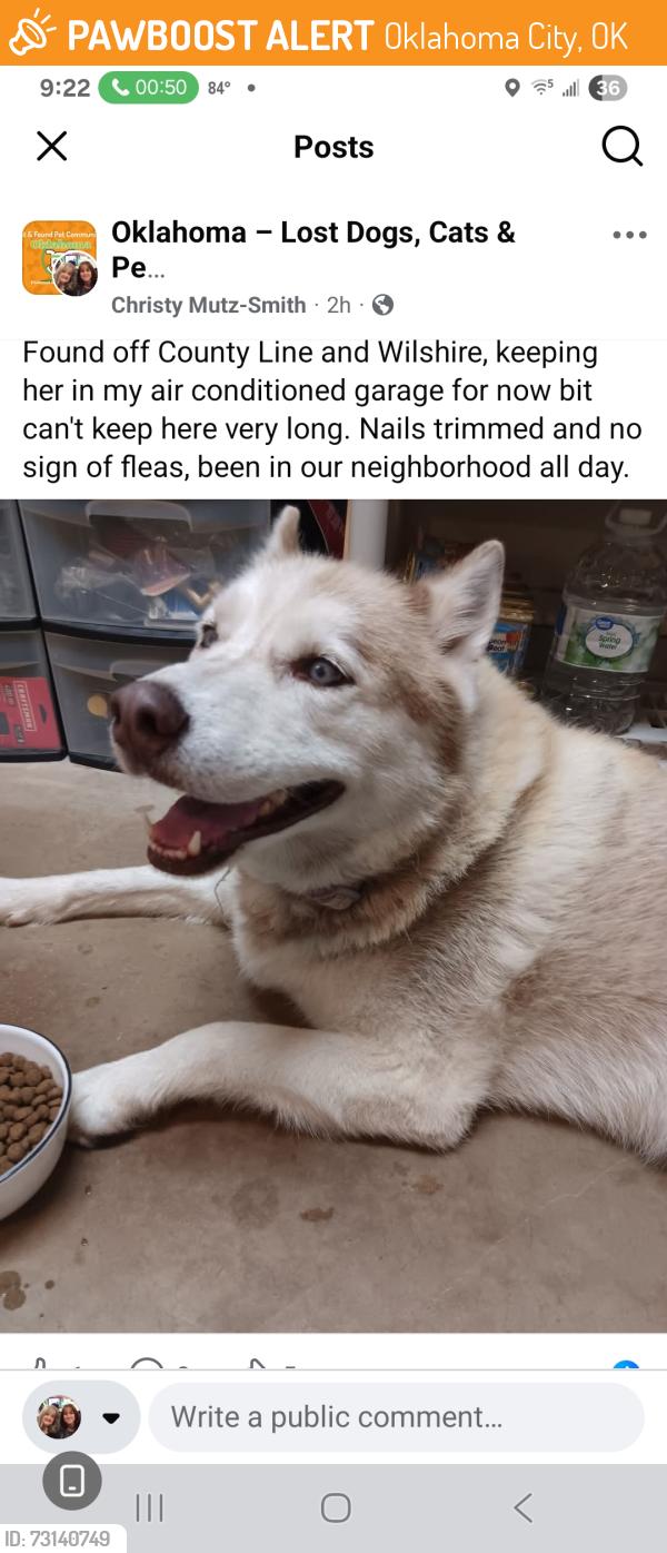 Found/Stray Female Dog last seen Wilshire and county line, Oklahoma City, OK 73099
