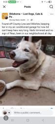 Found/Stray Female Dog last seen Wilshire and county line, Oklahoma City, OK 73099