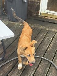 Found/Stray Female Dog last seen Arborlea Drive, Heritage Park Village, Friendswood, TX 77546