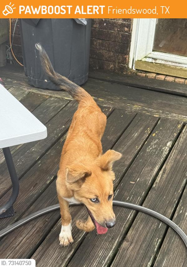 Found/Stray Female Dog last seen Arborlea Drive, Heritage Park Village, Friendswood, TX 77546