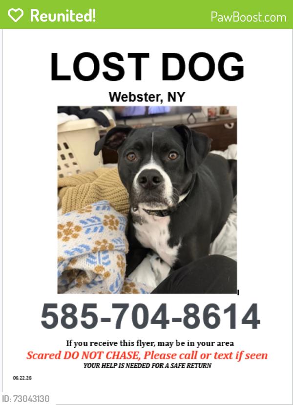 Reunited Male Dog last seen Last seeYardley Ct and Phillips Rd, Webster, NY 14580