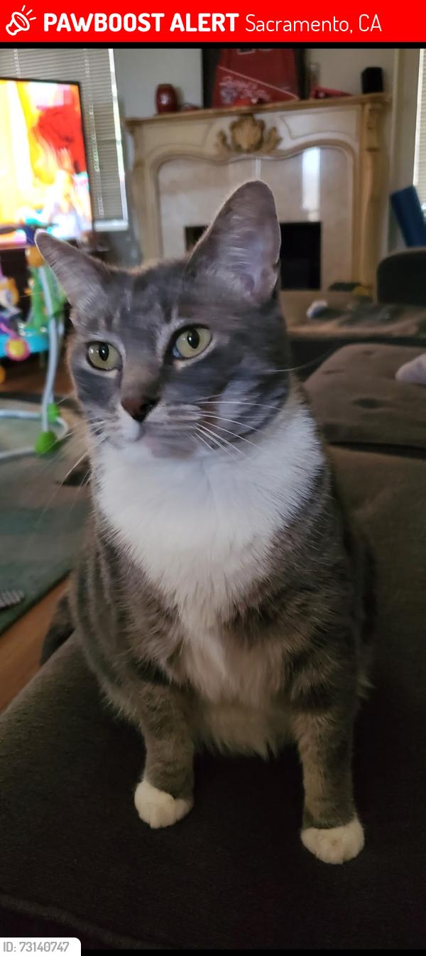 Lost Female Cat last seen Kerria at, Sacramento, CA 95821