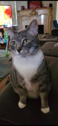 Lost Female Cat last seen Kerria at, Sacramento, CA 95821