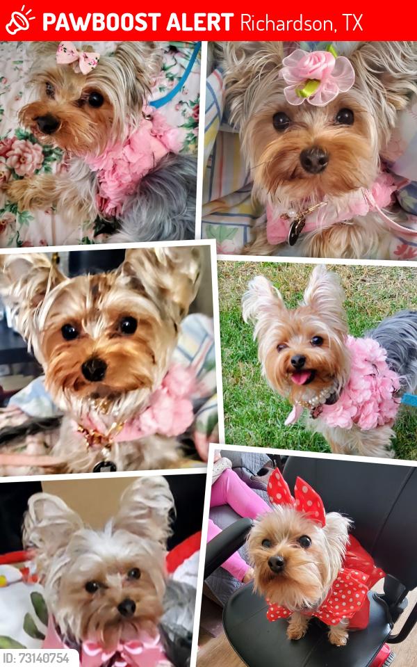Lost Female Dog last seen Audelia, Richardson, TX 75081