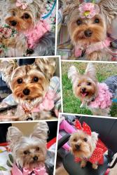 Lost Female Dog last seen Audelia, Richardson, TX 75081