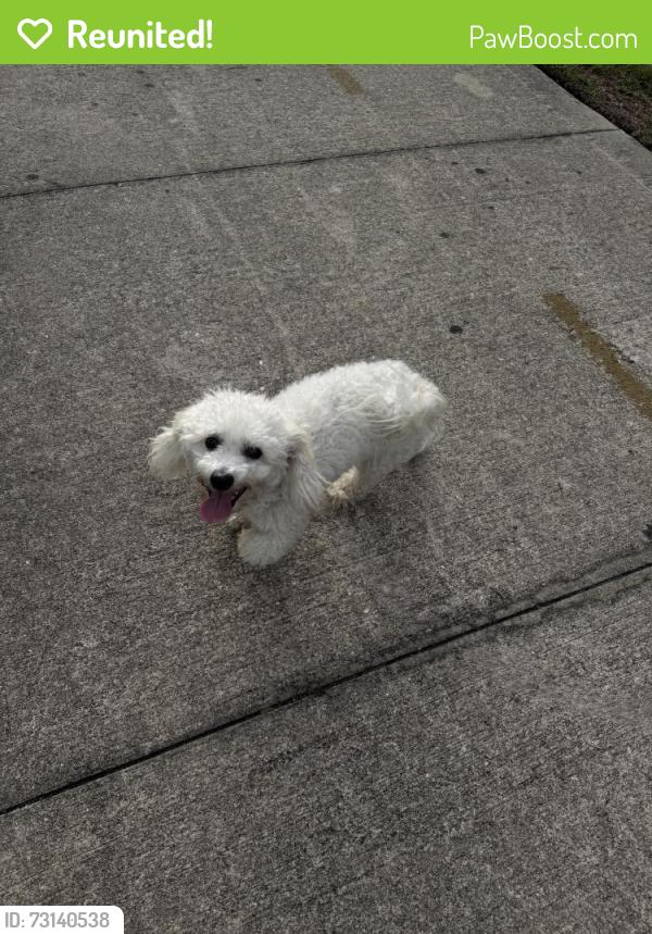 Reunited Female Dog last seen E Fort King St & SE 31st Ave, Ocala, FL 34471
