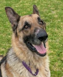 Shelter Stray Male Dog last seen Fletcher Parkway, El Cajon, CA, 92020, El Cajon, CA 92020, USA