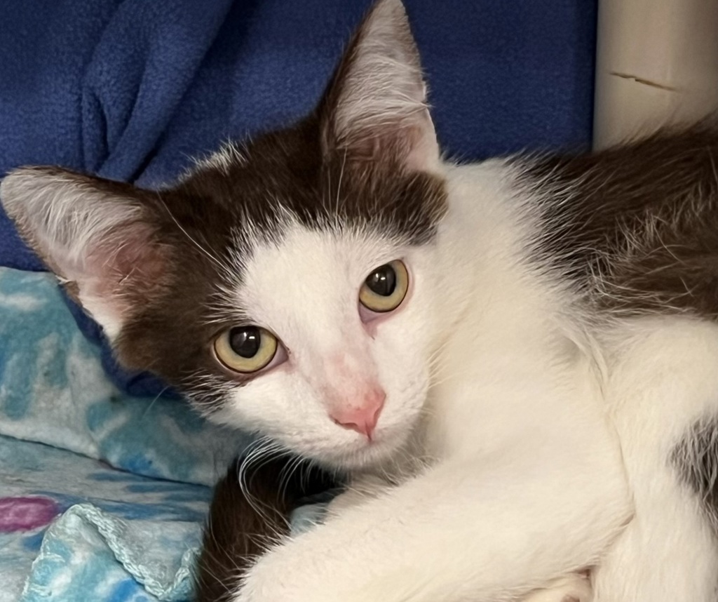 Shelter Stray Male Cat last seen Near Fairmount Avenue, San Diego, CA, 92120, 5500 Gaines St, San Diego, CA 92110, USA