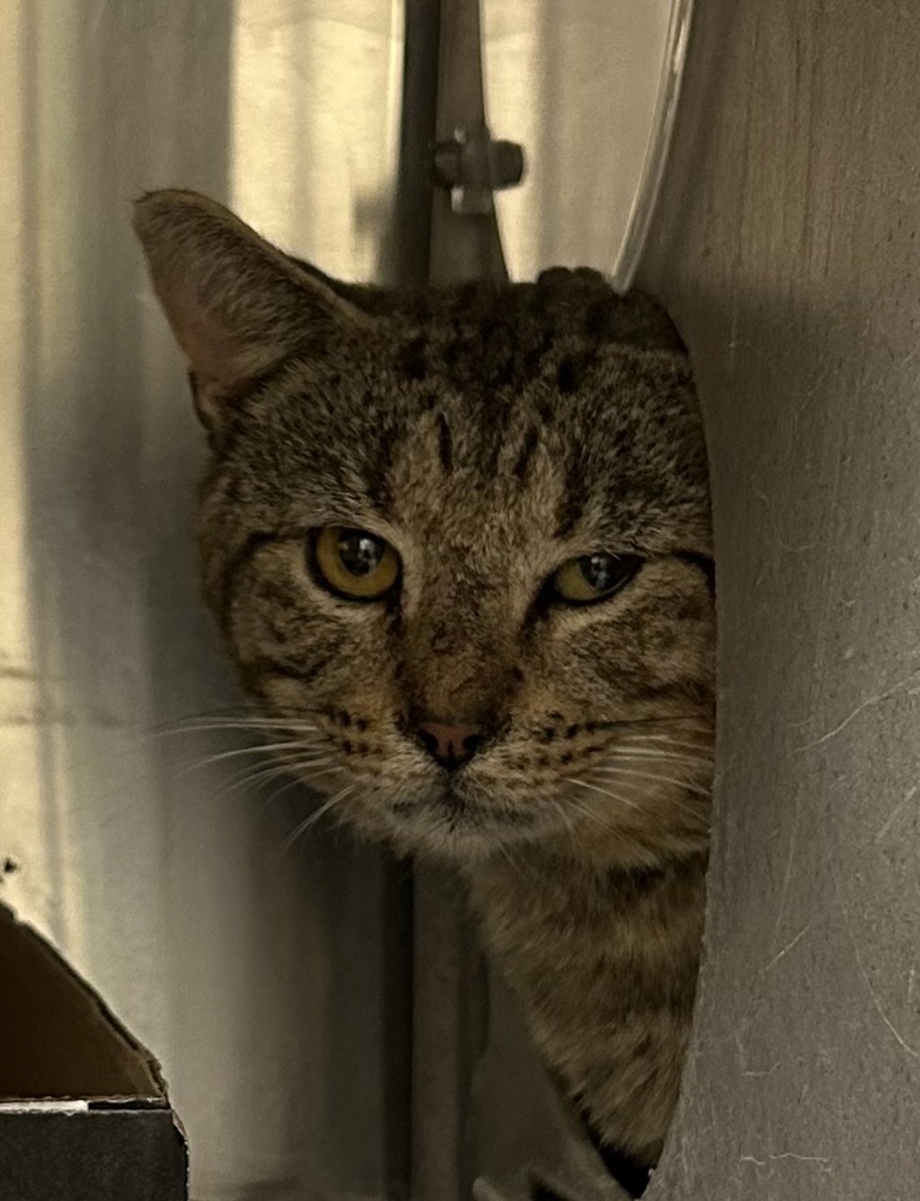 Shelter Stray Unknown Cat last seen Near Pleasant Ridge Road, VIRGINIA BEACH, VA, 23457, 341 S Birdneck Rd, Virginia Beach, VA 23451, USA