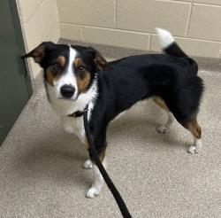 Shelter Stray Male Dog last seen Cove Point Place, VIRGINIA BEACH, VA, 23454, 341 S Birdneck Rd, Virginia Beach, VA 23451, USA