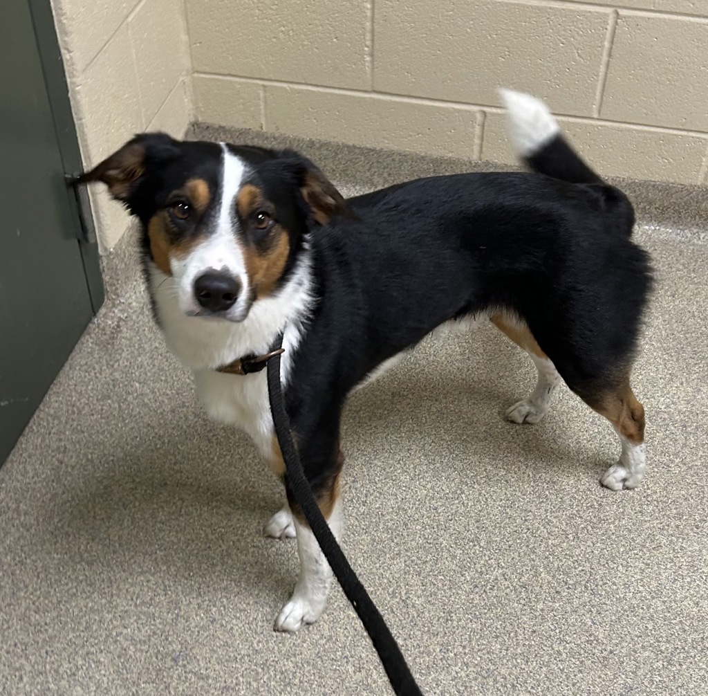 Shelter Stray Male Dog last seen Cove Point Place, VIRGINIA BEACH, VA, 23454, 341 S Birdneck Rd, Virginia Beach, VA 23451, USA