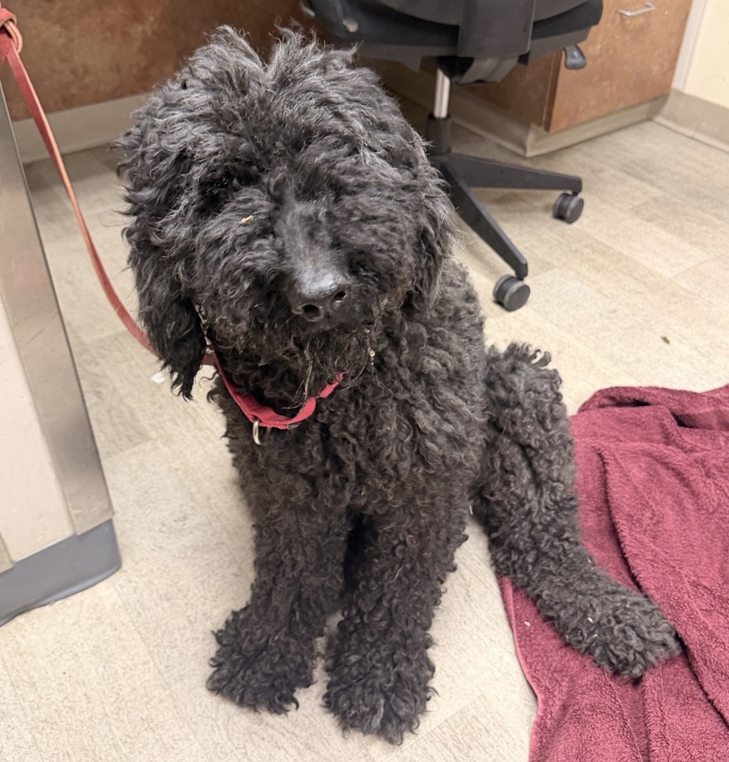 Shelter Stray Male Dog last seen Near S 35th Street, San Diego, CA, 92113, 5500 Gaines St, San Diego, CA 92110, USA