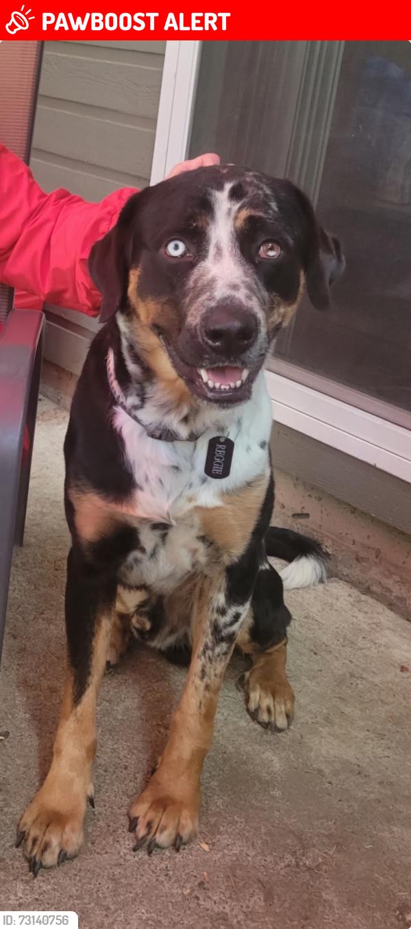 Lost Male Dog last seen Park, Arkabutla, MS 38602