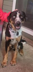 Lost Male Dog last seen Park, Arkabutla, MS 38602
