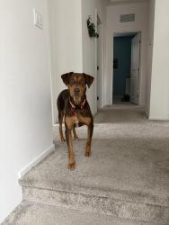Reunited Female Dog last seen Near arroyo vista dr, vista, ca 92081, Vista, CA 92081
