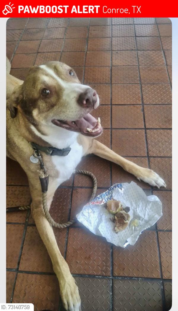 Lost Male Dog last seen Mill Ave and I45, Conroe, TX 77301