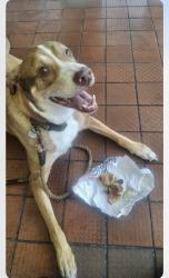 Lost Male Dog last seen Mill Ave and I45, Conroe, TX 77301