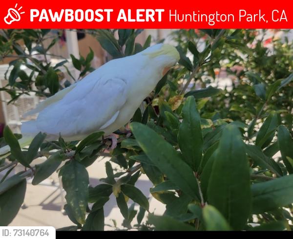 Lost Female Bird last seen Gage/plaska, Huntington Park, CA 90255