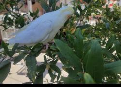 Lost Female Bird last seen Gage/plaska, Huntington Park, CA 90255