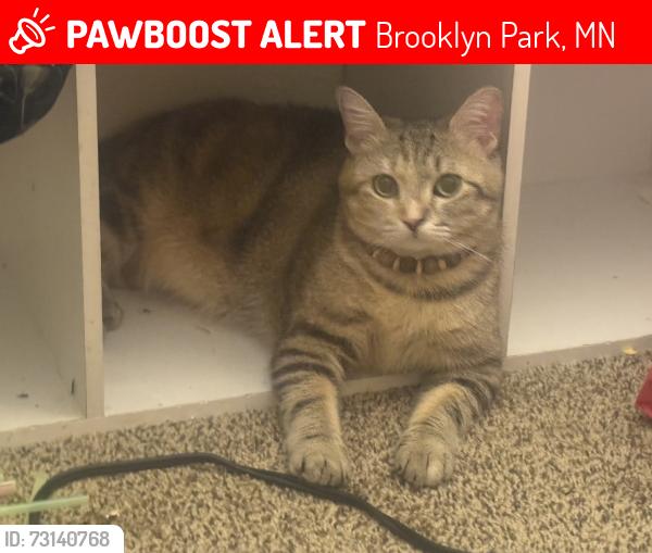 Lost Female Cat last seen Near 69th Avenue North, Brooklyn Park, Mi, Brooklyn Park, MN 55429