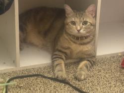 Lost Female Cat last seen Near 69th Avenue North, Brooklyn Park, Mi, Brooklyn Park, MN 55429