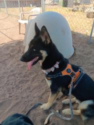 Reunited Female Dog last seen Zuni and grove, Albuquerque, NM 87108