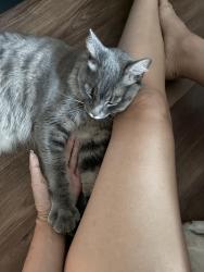Reunited Male Cat last seen Black Mountain Rd & Carroll Canyon Rd, San Diego, CA 92126