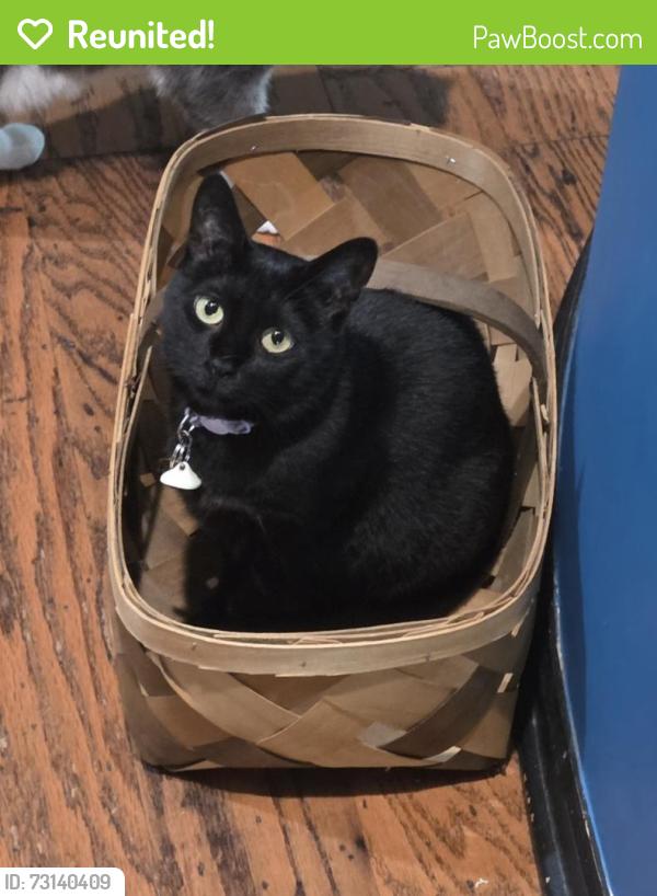 Reunited Female Cat last seen Farmsbury dr, Reynoldsburg, OH 43068