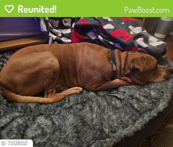 Reunited Male Dog last seen Dunkin by Wales, Jackson Township, OH 44646