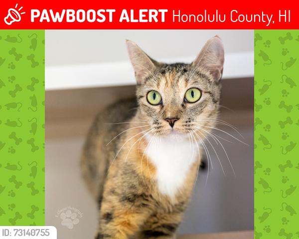 Lost Female Cat last seen Halawa Housing, Honolulu County, HI 96701