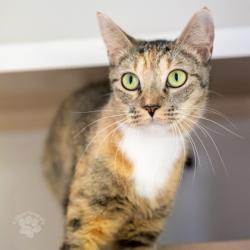 Lost Female Cat last seen Halawa Housing, Honolulu County, HI 96701