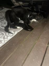 Found/Stray Unknown Cat last seen Whitney ave and old lane rd, Hamden, CT 06517