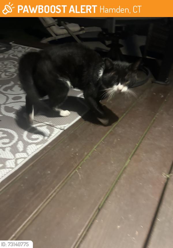 Found/Stray Unknown Cat last seen Whitney ave and old lane rd, Hamden, CT 06517