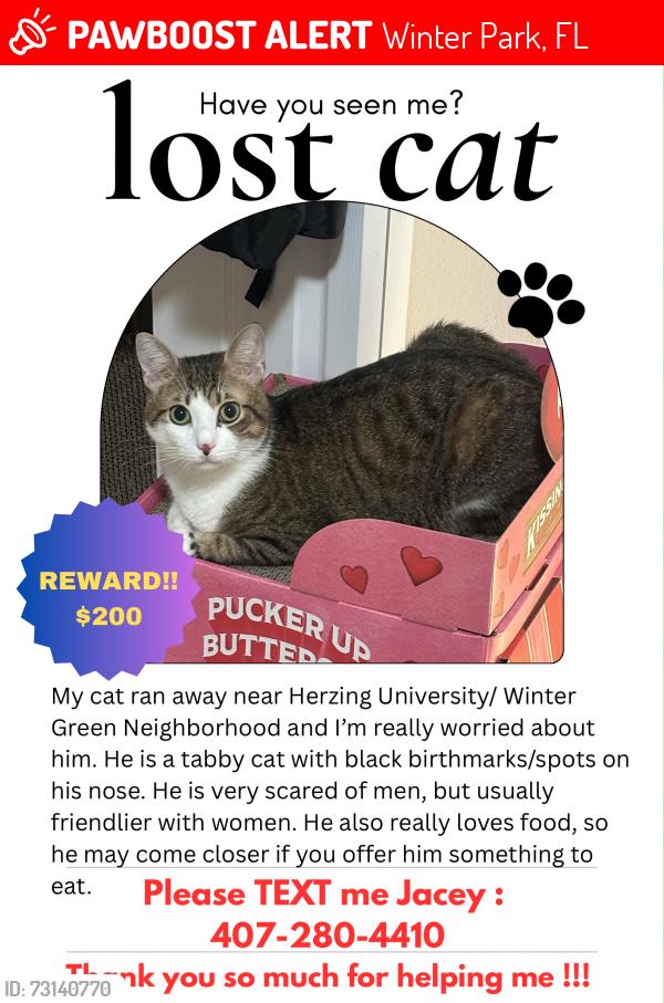 Lost Male Cat last seen He ran away near Herzing University at night where is not my hse, i have a 1 month trip so i bring him to my friends hse and he ran away that day :(, Winter Park, FL 32792