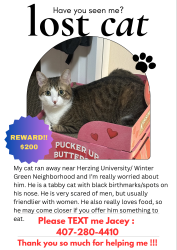Lost Male Cat last seen He ran away near Herzing University at night where is not my hse, i have a 1 month trip so i bring him to my friends hse and he ran away that day :(, Winter Park, FL 32792