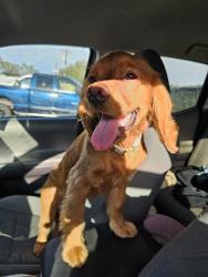 Reunited Female Dog last seen Thomas & Hayden, Scottsdale, AZ 85251