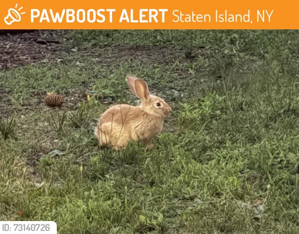 Found/Stray Unknown Rabbit last seen Close to where St. John Villa used to be, Staten Island, NY 10305