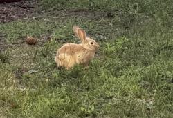 Found/Stray Unknown Rabbit last seen Close to where St. John Villa used to be, Staten Island, NY 10305