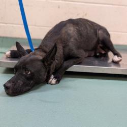 Shelter Stray Female Dog last seen , 2350 Appling City Cove, Memphis, TN 38133, USA
