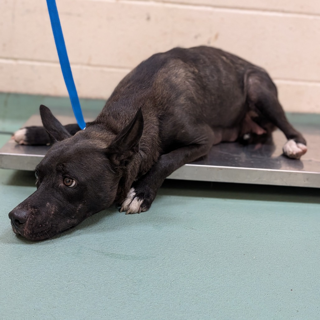 Shelter Stray Female Dog last seen , 2350 Appling City Cove, Memphis, TN 38133, USA