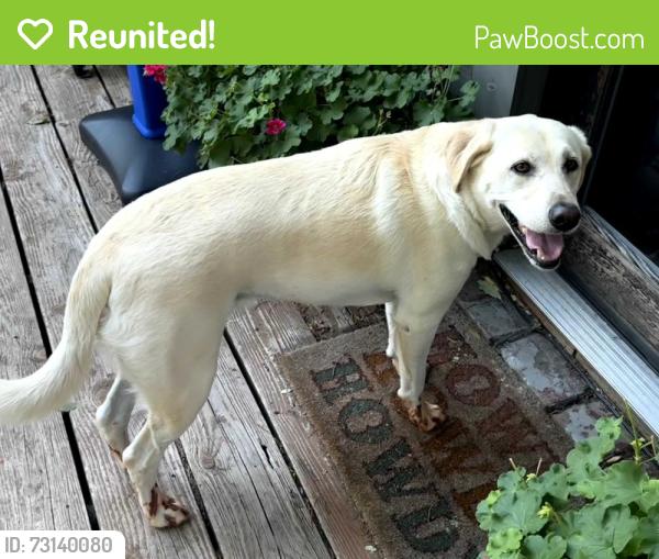 Reunited Male Dog last seen Walker and 37th, Oklahoma City, OK 73118
