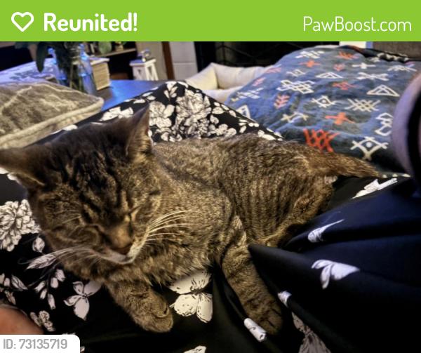 Reunited Female Cat last seen Emerald Parkway, Dublin, OH 43017