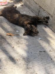 Found/Stray Unknown Cat last seen West 253rd st. Harbor City, Lomita, CA 90717