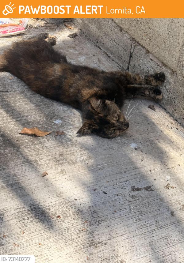 Found/Stray Unknown Cat last seen West 253rd st. Harbor City, Lomita, CA 90717
