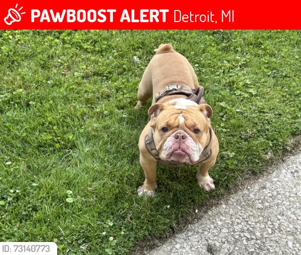 Lost Male Dog last seen Lawrence & Bryan, Detroit, MI 48202