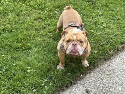 Lost Male Dog last seen Lawrence & Bryan, Detroit, MI 48202