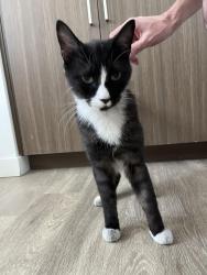 Found/Stray Unknown Cat last seen Near wigwam pkwy, Henderson, NV 89074
